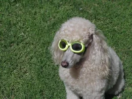 Pucci_SunDude_4.webp Pucci_SunDude_4.webp