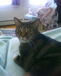 lulu on lap.webp lulu on lap.webp