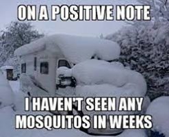 mosquitos.jpg