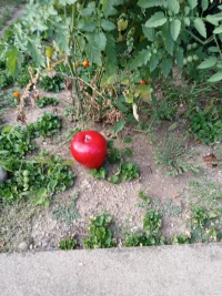 1721520515834.jpeg 1721520515834.jpeg