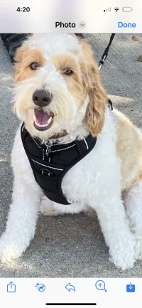 IMG_1582.png IMG_1582.png