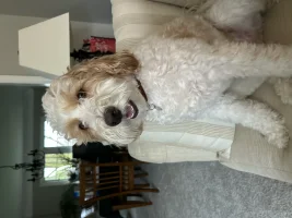 1747882098680.webp 1747882098680.webp