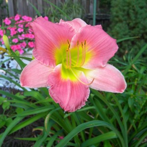 Lillies_011