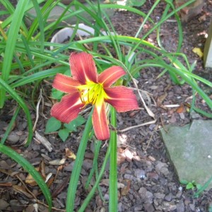 Lillies_012