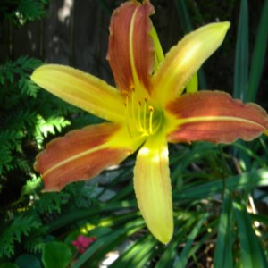 Lillies_013