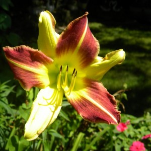 Lillies_014