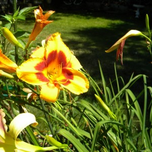 Lillies_015