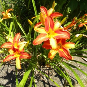 Lillies_016