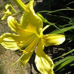 Lillies_017