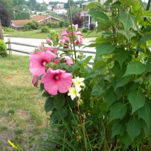 flowers_0011