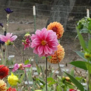 Monterey_Sept_25_2011_094