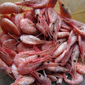 Shrimps