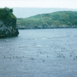 Reversing Falls