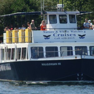 Harbour Hopper - Whale Watching Boat