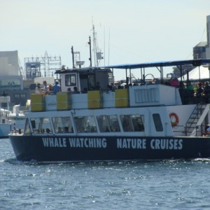 Harbour Hopper - Whale Watching Boat