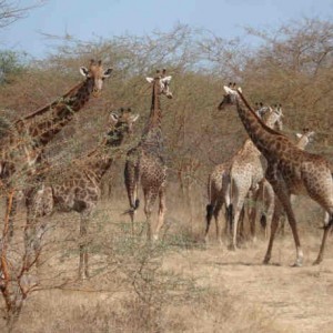 Bandia Nature Reserve, Senagal