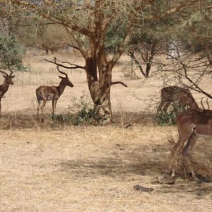 Bandia Nature Reserve, Senagal