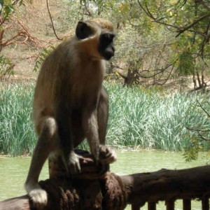 Bandia Nature Reserve, Senagal