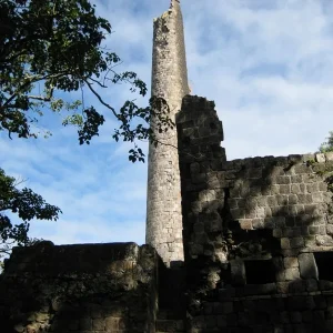 134 Sugar plantation