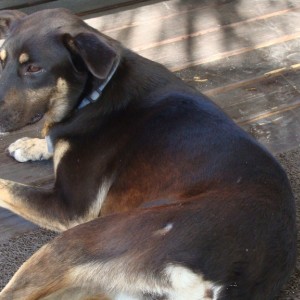 Momma dog loves our porch