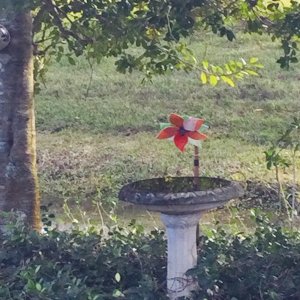 dressing up the water feed for the bird bath