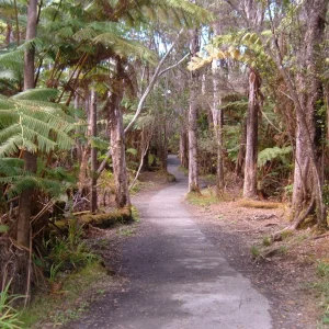 Walkway Thurston Lava Tube