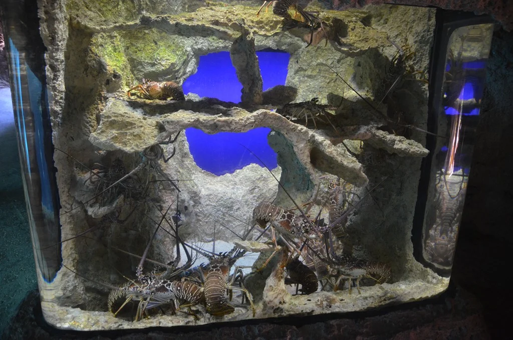 Allure OTS - Eastern Caribbean Sept/Oct 2013