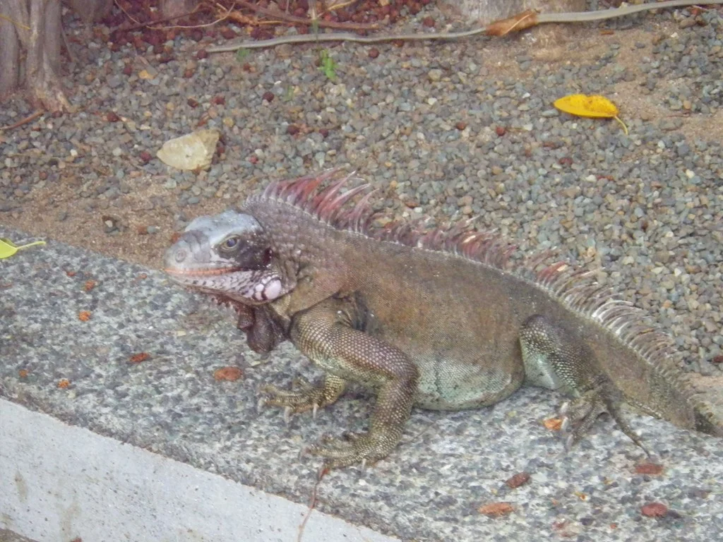 Allure OTS - Eastern Caribbean Sept/Oct 2013