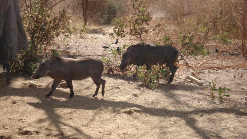 Bandia Nature Reserve, Senagal