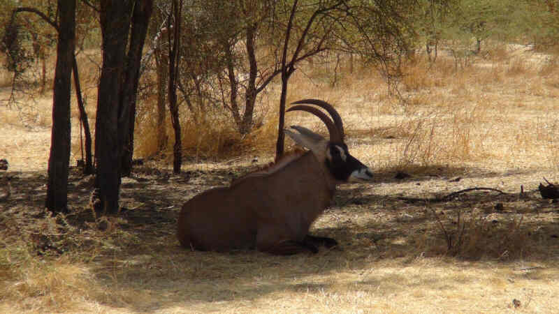 Bandia Nature Reserve, Senagal