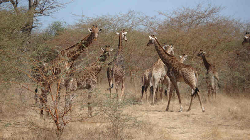 Bandia Nature Reserve, Senagal