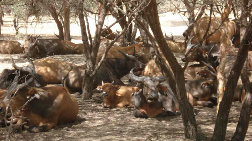 Bandia Nature Reserve, Senagal