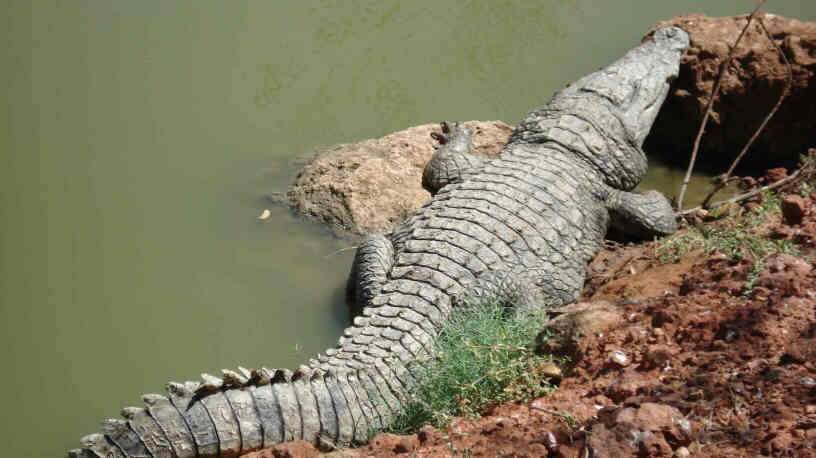 Bandia Nature Reserve, Senagal