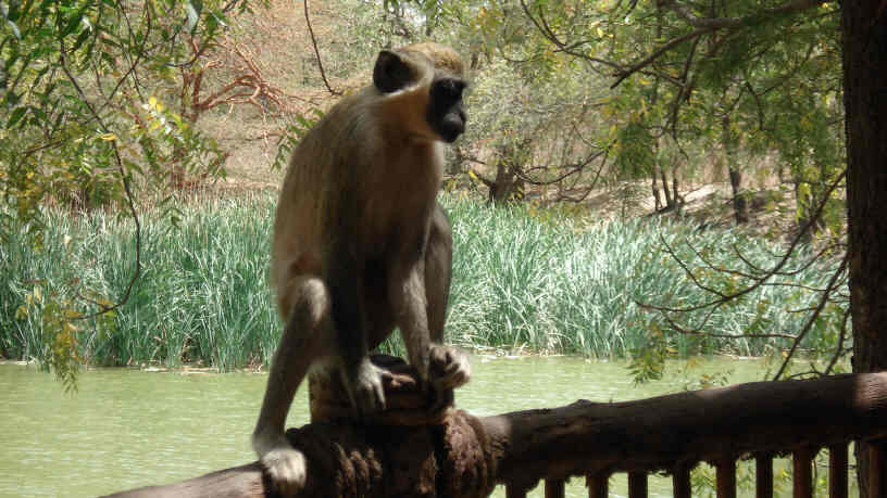 Bandia Nature Reserve, Senagal