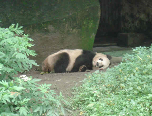 Chongqing Zoo