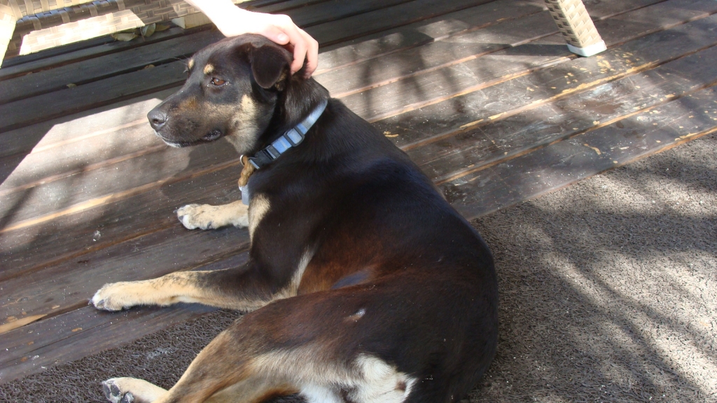 Momma dog loves our porch