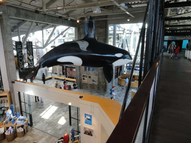 No blow, but still fun to look at. We did see a whale blowing in the Bay wh