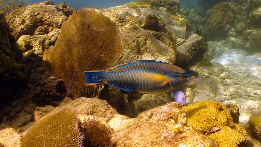 St.Thomas - Helmet Dive