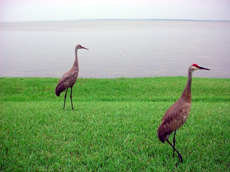 samecranes.jpg