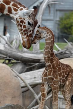 SFzoo.jpg